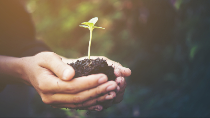 Growing Plant in the hands of a girl